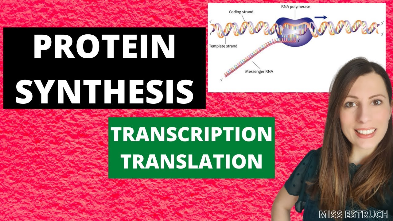 PROTEIN SYNTHESIS Alevel Biology. Transcription, translation and pre
