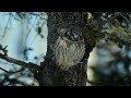Boreal Owl. Lifer