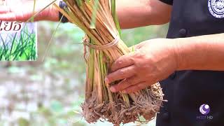 คนไทยหัวใจเกษตร  24 สิงหาคม 2560 B2