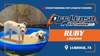 Texas Panhandle Off Leash K9 Training: Ruby, the 6-Month-old Labrador