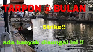 Spot FRENZY Casting Ikan Bulan @ Tarpon Melaka
