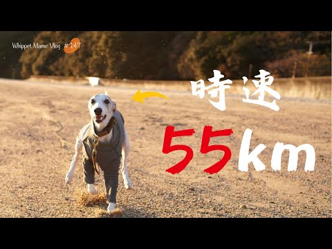 短距離最速ウィペットのお散歩は意外と可愛らしい【クリスマス】 #147