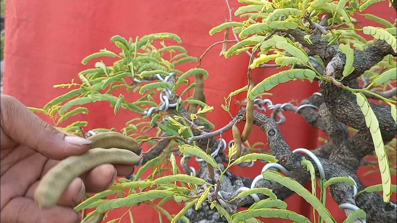 bonsai asem manis di jual murah 📲 0812-5248-0381 bpk junet