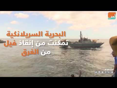 إنقاذ فيل يسبح في بحر سريلانكا