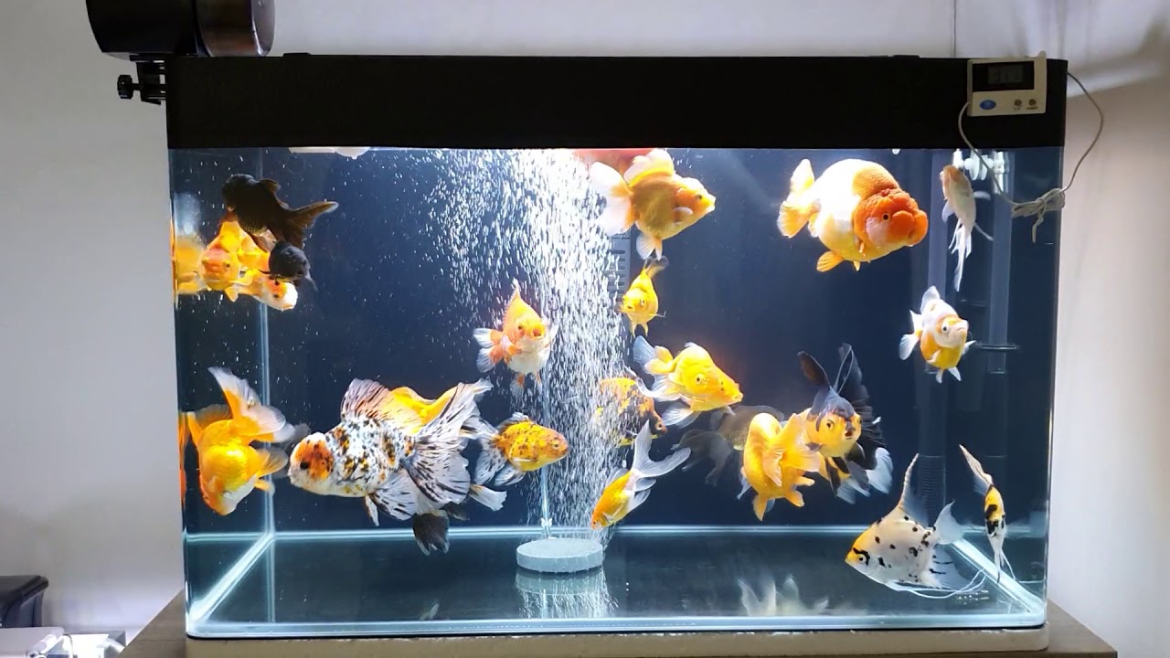 Ikan koki di aquarium 70x40x45 - YouTube