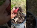 How to Grow an Apple Tree from an Apple 🍎 | Easy Method to Get More Fruit Fast
