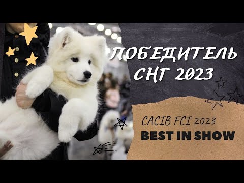 Международная выставка собак CACIB FCI 2023... Победитель СНГ 2023... International Dog Show 2023