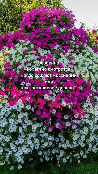 Тайдал Сильвер Тайдал Ред Велюр Тайдал Черри #любимыецветы # ...