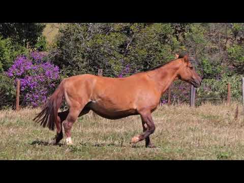 Lote 27 - Madame da Camila