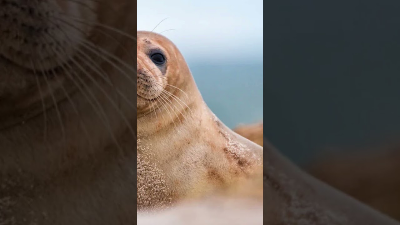Playful Seals in Action! 🦭 