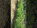 matar chimi plant in our kitchen garden