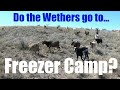 DO THE WETHERS GO TO FREEZER CAMP?