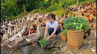 The joys, life, and work of a Vietnamese rural girl on the farm.