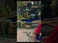 Cara Mudah Seting Pancuran Kolam Tebing Relief #kolamikan #shortvideo #tamanrumah #tebing #jasataman