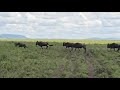 @PoriQuestSafaris