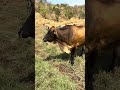 Cows grazing #cow #cattleworld #farming #animals #bullfarm #farm #cattle #shorts