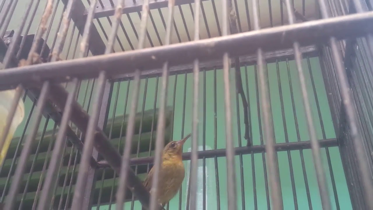 Kolibri Sepah Raja Trotol Bolank Youtube