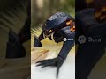 Bug Transforms!