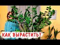 Главный секрет выращивания замиакулькаса. Как вырастить большой замиокулькас.