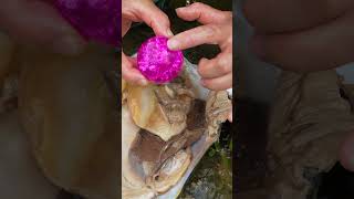 😱😱Giant clams, priceless purple pearls