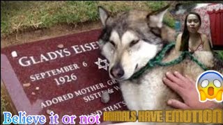 Video Reaction Top Animal Heartbreaking Emotional\/Inspiring Will Melt Your Heart Compilation