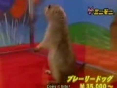 Kill Dramatic Chipmunk Bill