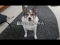 【近況報告】最近のもみちゃん