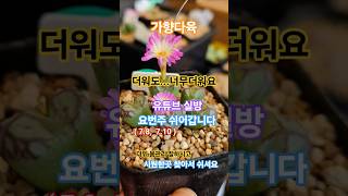 #가향다육 #코노피툼 #더위