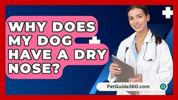 Why Does My Dog Have A Dry Nose? - PetGuide360.com