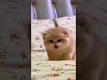 Cats cat kitty katzen    katze pets tiere lustig viral trendingshorts