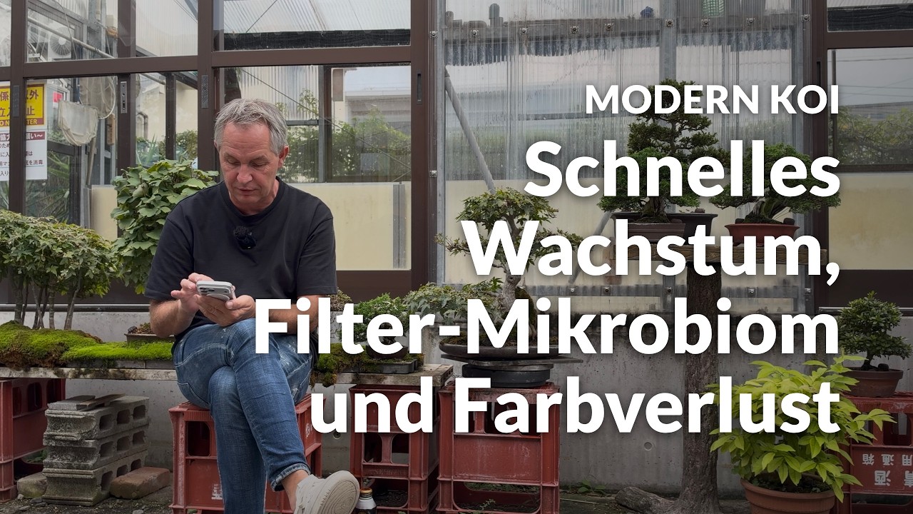 Welche Temperatur bringt maximales Koi-Wachstum? | Modern Koi Blog #8432