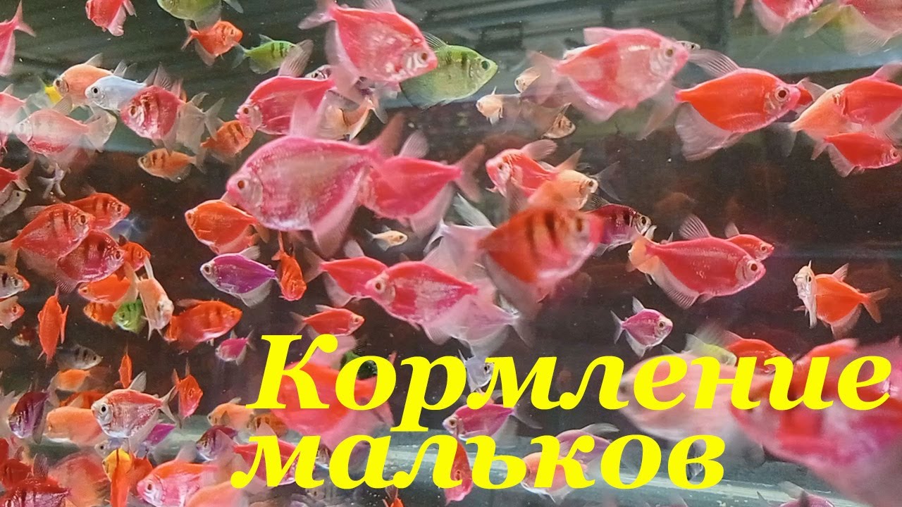 Кормление рыбок артемией Моя разводня аквариумных рыбок - YouTube