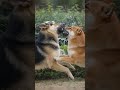 Who do you think will back down first? 😱 The tension is real! 🐕🔥
