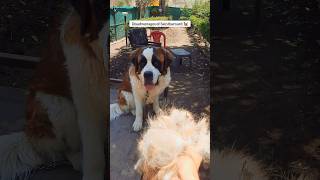 Saint Bernard shedding season 😱 Itne baal girte hai?! #shorts #pets #saintbernard #puppygrooming