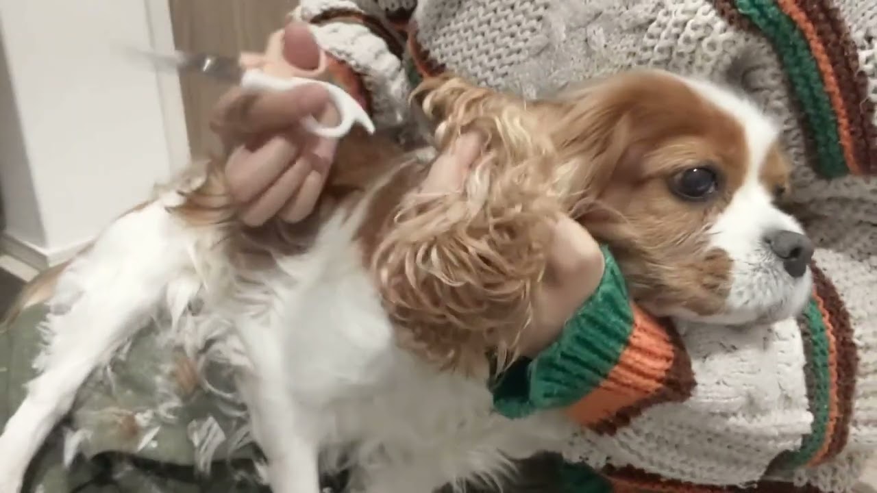 【9分の死闘】バリカンの音がした瞬間、ココちゃんの顔から「光」が消えました。笑