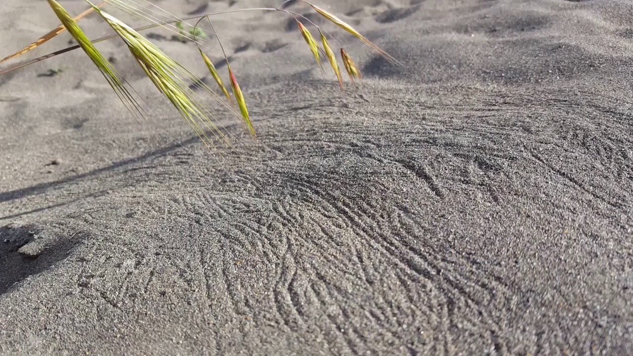 Sand Painting by Bromus diandrus and Wind