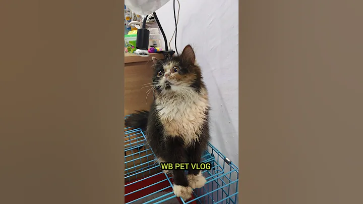 Video 11483141: semi punch persian cat, persian cat pets dog, exotic persian cat, semi punch face persian