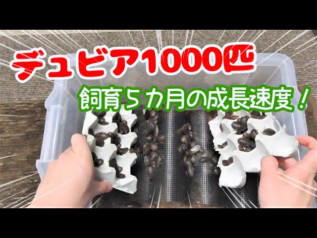 デュビア1000匹 デュビア飼育】1000匹のゴキブリを育てて5か月経過した結果
