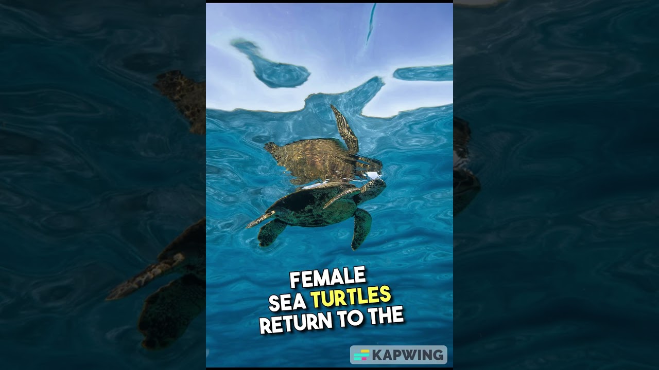 5 Amazing Sea Turtle Facts You Need to Know! 🐢🌊