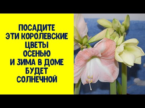 ვიდეო: Hippeastrum: მიძინებული პერიოდი და მომზადება ყვავილობისთვის