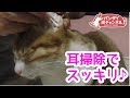 猫の耳掃除とブラッシングでゴロゴロ大満足な猫アイちゃん。