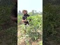 cutting gava tree #cutting #agriculture #shorts