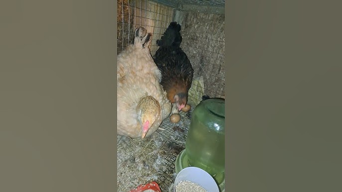 Ешектегі әйелді блять