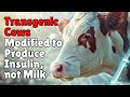 NEWS: Transgenic Cows - Producing Insulin instead of Milk!