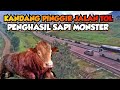Hebat..🔥🔥 Kandang Biasa Isinya Luar Biasa Di Bawah Jembatan Tol Cisumdawu
