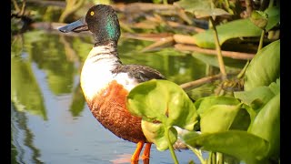 Northern shoveler drake (Anas clypaetus)