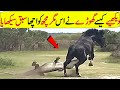 Wild Animals In Hindi/Urdu | Horse attacks alligator!