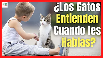 ¿Los gatitos entienden cuando les hablas?