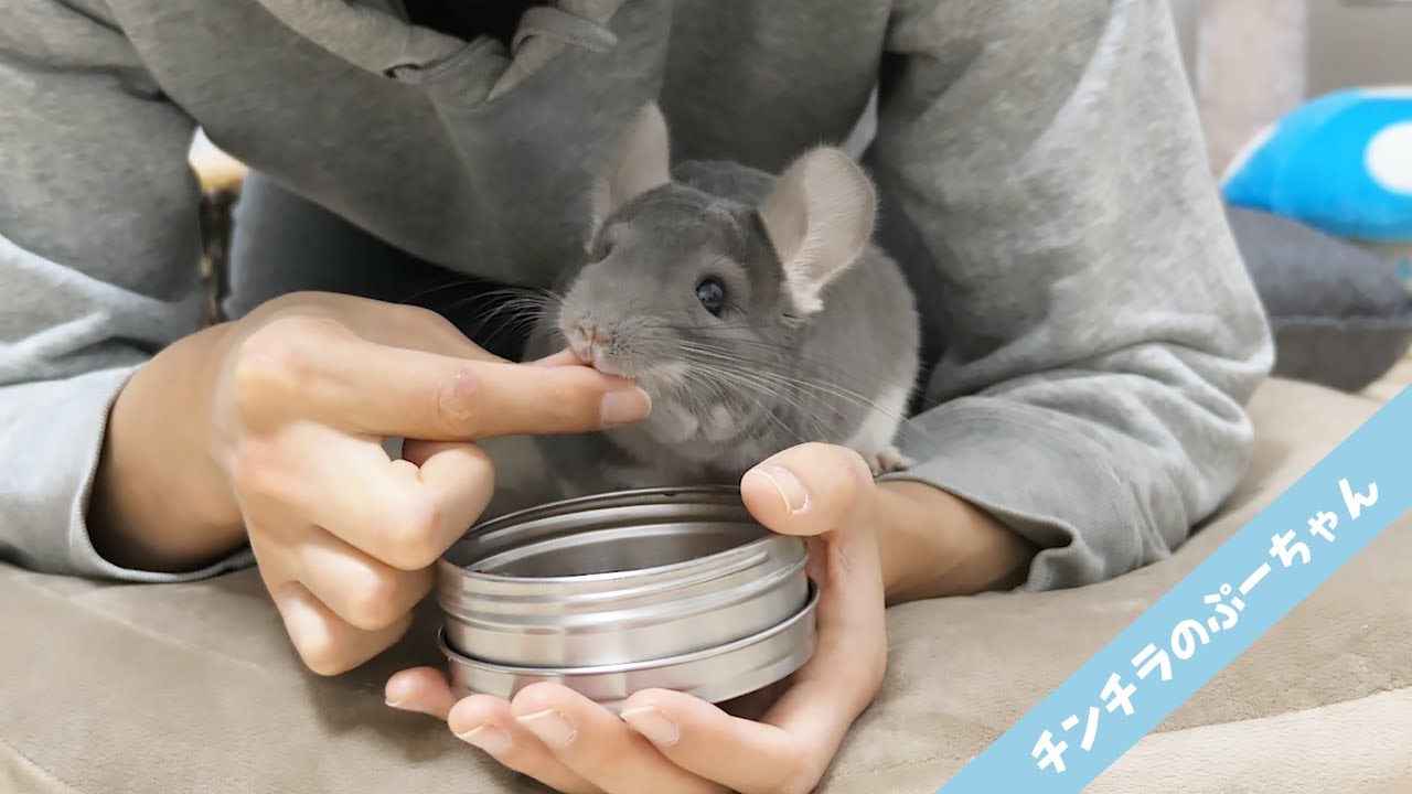 なつくとこうなる 飼い主に甘えてくるチンチラが可愛すぎる Youtube
