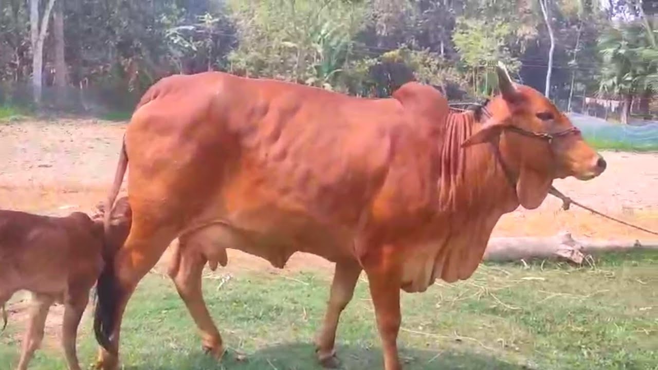 আজ ৫ মার্চ ২০২৬ || হাই কোয়ালিটি শাহিওয়াল গাভী সাথে বকনা বাচ্চা। জাত উন্নয়ন করার জন্য বেস্ট কোয়ালিটি 